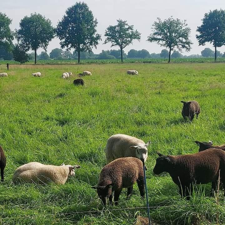 Uylkenshof Safaritenten En Natuurhuisjes Epe Exteriör bild