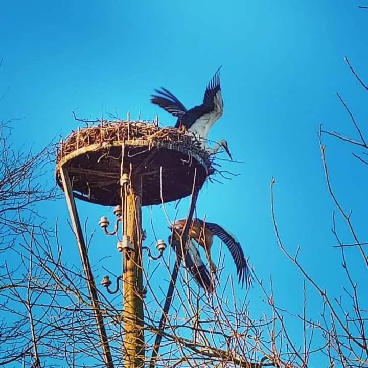 Uylkenshof Safaritenten En Natuurhuisjes Epe Exteriör bild