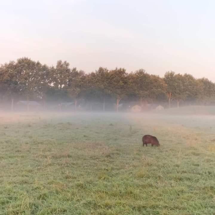 Uylkenshof Safaritenten En Natuurhuisjes Epe Exteriör bild